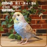 ꥢĻʪ쥸󥳡硡֥롼ȤΥ֥ȥΥʥȡǥ˥Ǻ˥ƥꥢ