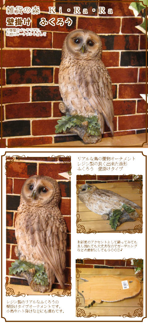 茶色いブラウン しぇふ染め×かけるり 土身フクロウ 珍しいカラーのアフリカワシミミズクです🦉 凛々しい顔立ちの