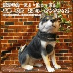 �Ƹ�����ʪ�����ơ����������¤ꡡ�ӥå����������礭���ƥꥢ��ʥ��̤���ʪ���ɥå����֥��������������ǥ˥󥰤������Υ���ƥꥢ�ˤ����Υ����ʥ��ȤȤ��Ƥ��