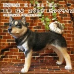 Ƹʪơɡӥå礭ƥꥢʥ̤ʪΥƥꥢˤΥʥȤȤƤ