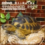 �ꥢ��ʥ������ʪ���¥����ס����ᥪ�֥��������Υե����奢�������ǥ˥󥰡������ʥ���