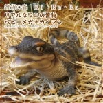 �ꥢ��ʥ�ˤ���ʪ���٥ӡ��ᥬ�ͥ����ޥ�����ࡡ�ե����奢�������ǥ˥󥰡������ʥ���