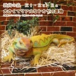 �礭���ƥꥢ��ʥȥ�������ʪ���������ʡ��ӥå�������������ࡡ�ե����奢�������ǥ˥󥰡������ʥ���