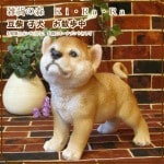 �Ƹ�����ʪ��Ʀ�ơ��Ҥ��̡��������桡���̥��֥������ꥢ�롡�ե����奢�������ǥ˥󥰡���������������Υ���ƥꥢ�ˤ����Υ����ʥ��ȤȤ��Ƥ����