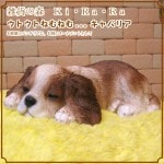 Хꥢꥢʸʪȥȡͤͤࡡ̤ΥեΥƥꥢˤΥʥȤȤƤ