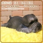 ʥꥢʸʪȥȡͤͤࡡ̤Υե̡֥ΥƥꥢˤΥʥȤȤƤ