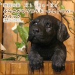 ֥ɡȥС֥åꥢʸʪ֤餵ɥå̤ΥեΥƥꥢˤΥʥȤȤƤ