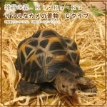 �ꥢ��ʥ������ʪ���å����ס����ᥪ�֥��������Υե����奢�������ǥ˥󥰡������ʥ���