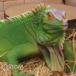 �礭���ƥꥢ��ʥȥ�������ʪ���������ʡ��ӥå����������¥����ס�����ࡡ�ե����奢�������ǥ˥󥰡������ʥ��ȡ�