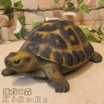 �ꥢ��ʥ������ʪ���ĥ����ס����ᥪ�֥��������Υե����奢�������ǥ˥󥰡������ʥ���