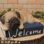 ������ʪ���ѥ����Ҥ��̡������륫��֥å��������ߡ����̡����̡��ɥå������֥������ե����奢�������ǥ󡡥٥��������ȡ������ǥ˥󥰡�������