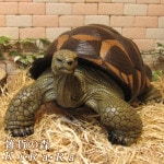 �ꥢ��ʥ������ʪ���ӥå����������¥����ס����ᥪ�֥��������Υե����奢�������ǥ˥󥰡������ʥ���