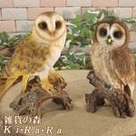 ꥢĻʪդ糧åȡ롡եǥŹ󥿡֥ʥȡ٥