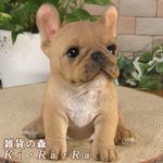 ������ʪ���ƥե����֥�ɥå������¤ꡡ�ꥢ��ʸ�����ʪ�����¤� �Ҥ��̡������ǥ�ưʪ���֥����������ʥ��ȡ�Ź�ޡ������󥿡�������������ƥꥢ�������衡��