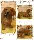 ���������Υ���ƥꥢ�ˤ����Υ����ʥ��ȤȤ��Ƥ�����礭���ƥꥢ��ʸ�����ʪ�����å����ե�ȡ��ӥå����������֥饦�󡡤��̤Υե�����