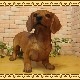���������Υ���ƥꥢ�ˤ����Υ����ʥ��ȤȤ��Ƥ�����礭���ƥꥢ��ʸ�����ʪ�����å����ե�ȡ��ӥå����������֥饦�󡡤��̤Υե�����