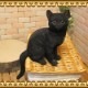 �ꥢ��ʥͥ�����ʪ�����¤ꥭ��åȡ��֥�å��������ͤ��Υե����奢����ǭ���֥������������Υ���ƥꥢ�ˤ����Υ����ʥ��ȤȤ���