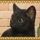 �ꥢ��ʥͥ�����ʪ�����¤ꥭ��åȡ��֥�å��������ͤ��Υե����奢����ǭ���֥������������Υ���ƥꥢ�ˤ����Υ����ʥ��ȤȤ���