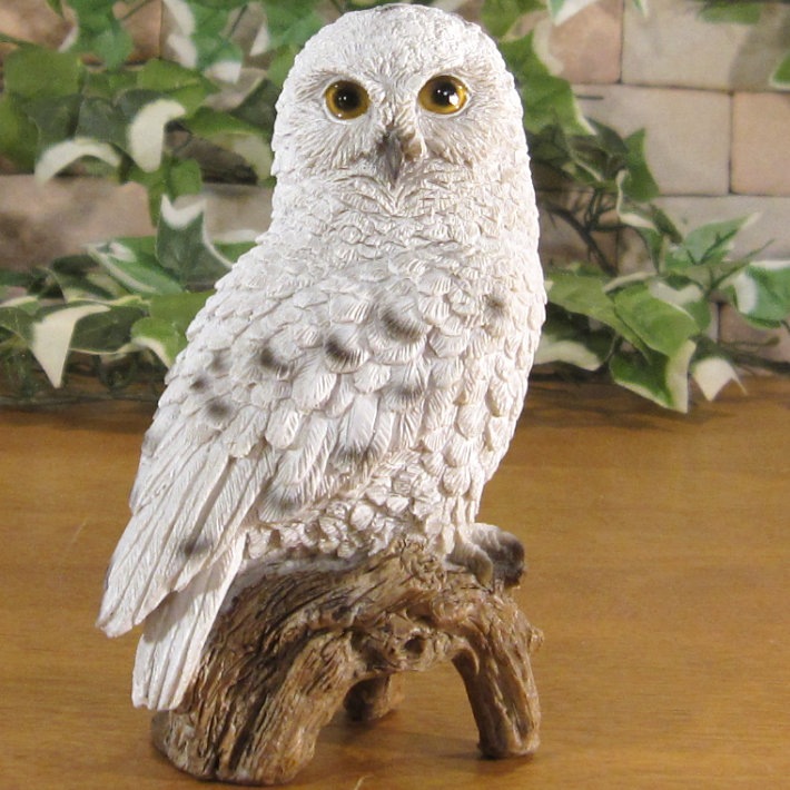 �ꥢ���Ļ����ʪ���դ����������⡼�륵�������糧�åȡ������롡�ե������������ǥ�Ź�������������󥿡������֥����������ʥ��ȡ��٥���������