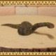 �ꥢ��ʡ���ˡ��ؤ���ʪ����ˡ����ʥ�������������åȡ�����ࡡ�ɡ��롡�ե����奢�������ǥ˥󥰡��إӡ���ˡ��ߥ˥��奢������ƥꥢ
