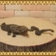 �ꥢ��ʡ���ˡ��ؤ���ʪ����ˡ����ʥ�������������åȡ�����ࡡ�ɡ��롡�ե����奢�������ǥ˥󥰡��إӡ���ˡ��ߥ˥��奢������ƥꥢ