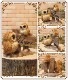 �ꥢ���Ļ����ʪ���դ������ƻҡ������륫�ॹ����ɡ��դ��������ե������Υե����奢�����������Υ���ƥꥢ�ˤ����Υ����ʥ��ȤȤ��Ƥ�