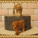 �ꥢ��ʡ��ȥ����ʪ���פοƻҡ��������åȡ��¥����ס��ɡ��롡�ե����奢�������ǥ˥󥰡��Ȥ顡�����������ҡ����١��ﵯʪ���ߥ˥��奢������ƥꥢ