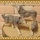 �ꥢ��ʡ�ϵ����ʪ���������ߤοƻҡ��������åȡ��ɡ��롡�ե����奢�������ǥ˥󥰡��������ߡ�����ա��ߥ˥��奢������ƥꥢ