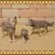 �ꥢ��ʡ�ϵ����ʪ���������ߤοƻҡ��������åȡ��ɡ��롡�ե����奢�������ǥ˥󥰡��������ߡ�����ա��ߥ˥��奢������ƥꥢ