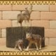 �ꥢ��ʡ�ϵ����ʪ���������ߤοƻҡ��������åȡ��ɡ��롡�ե����奢�������ǥ˥󥰡��������ߡ�����ա��ߥ˥��奢������ƥꥢ