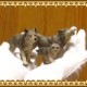�ꥢ��ʡ�ϵ����ʪ���������ߤοƻҡ��������åȡ��ɡ��롡�ե����奢�������ǥ˥󥰡��������ߡ�����ա��ߥ˥��奢������ƥꥢ