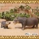 �ꥢ��ʡ����Ф���ʪ�����пƻҡ��������åȡ��ɡ��롡�ե����奢�������ǥ˥󥰡��ߥ˥��奢������ƥꥢ