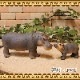 �ꥢ��ʡ����Ф���ʪ�����пƻҡ��������åȡ��ɡ��롡�ե����奢�������ǥ˥󥰡��ߥ˥��奢������ƥꥢ