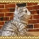 �ꥢ��ʥͥ�����ʪ���٥ӡ�����åȡ����åȡ����졼���������Υ���ƥꥢ�ˤ����Υ����ʥ��ȤȤ��Ƥ⡡�ͤ��Υե����奢��ǭ���֥���