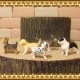 �ꥢ��ʡ�������ʪ���ɥå����Ҹ��������åȡ�������ǥ�ȥ�С����衼�����㡼�ƥꥢ���ե����֥�ɥå�������ʥ�����������᥷���󡡥ɡ��롡�ե����奢�������ǥ˥󥰡��ߥ˥��奢������ƥꥢ