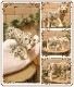 �ꥢ��ʡ��ȥ����ʪ���ۥ磻�ȥ��������οƻҡ��������åȡ��¥����ס��ס��Ȥ顡�ҡ����١��ﵯʪ���ɡ��롡�ե����奢�������ǥ˥󥰡��Ȥ顡�����������ߥ˥��奢������ƥꥢ