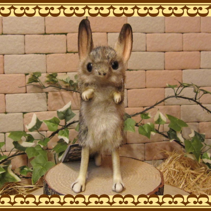 �ꥢ���ưʪ�Τ̤�����ߡ��ȥӥͥ��ߡ�������ɡ��ͤ��ߤ���ʪ����åȡ����֥���������ƥꥢ