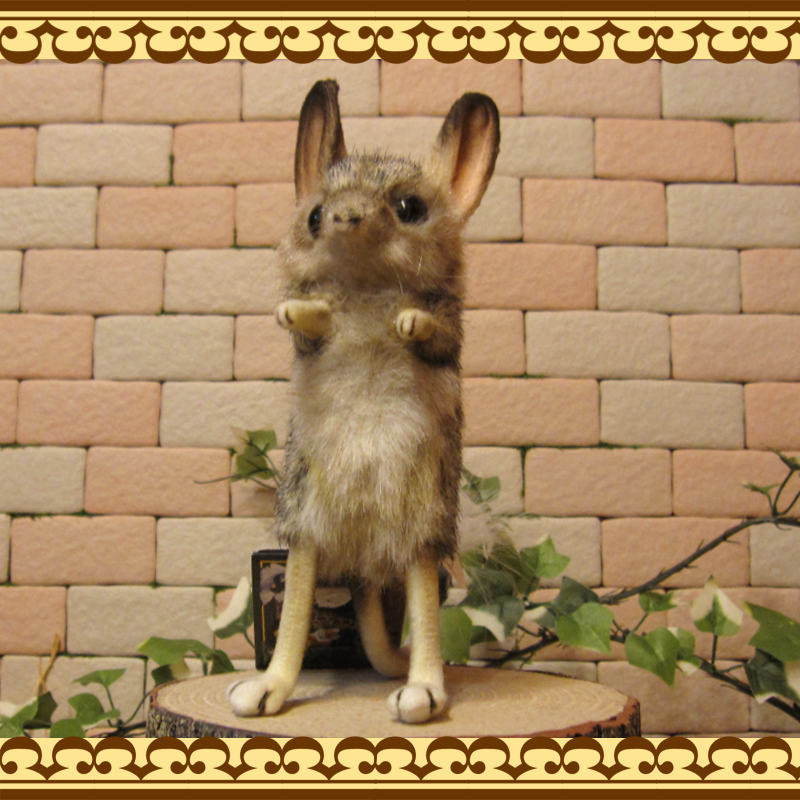 �ꥢ���ưʪ�Τ̤�����ߡ��ȥӥͥ��ߡ�������ɡ��ͤ��ߤ���ʪ����åȡ����֥���������ƥꥢ