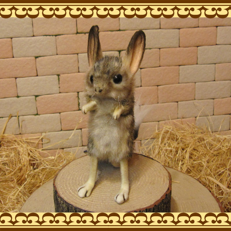 �ꥢ���ưʪ�Τ̤�����ߡ��ȥӥͥ��ߡ�������ɡ��ͤ��ߤ���ʪ����åȡ����֥���������ƥꥢ