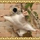 ���ꥢ���ưʪ�Τ̤�����ߡ��ե������󥬡����󤬤���ʪ�����˥ޥ륪�֥���������ƥꥢ�����å����ե����奢