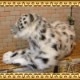 �業�ҥ祦���ӥå����������ꥢ���ɿ�Τ̤�����ߡ�ưʪ���֥�������ʪ�����˥ޥ륰�å����ե����奢������ƥꥢ