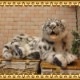 �業�ҥ祦���ӥå����������ꥢ���ɿ�Τ̤�����ߡ�ưʪ���֥�������ʪ�����˥ޥ륰�å����ե����奢������ƥꥢ