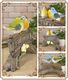 Ļ����ʪ���С��ɥ����륫�ॵ���󥪡��ʥ��ȡ��ڥ����Ȥꡡ�����ǥ󡡥��֥������٥��������ȡ�����ƥꥢ