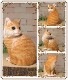 �ꥢ���ǭ����ʪ���������������åȡ�����ȥ顡�ͤ����쥸�����ͥ��Υե�������ǭ�Υ��֥����������ǥ˥󥰡��������Υ���ƥꥢ�˥����ǥ˥󥰤��Ǻ��