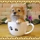 �ꥢ��ʸ�����ʪ���Ƹ����ƥ������åץɥå����������ס��������Υ���ƥꥢ�ˤ����Υ����ʥ��ȤȤ��Ƥ�������Ҥ��̤Υե������������ǥ˥󥰡����֥�����������
