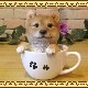 �ꥢ��ʸ�����ʪ���Ƹ����ƥ������åץɥå����������ס��������Υ���ƥꥢ�ˤ����Υ����ʥ��ȤȤ��Ƥ�������Ҥ��̤Υե������������ǥ˥󥰡����֥�����������