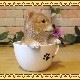 �ꥢ��ʸ�����ʪ���Ƹ����ƥ������åץɥå����������ס��������Υ���ƥꥢ�ˤ����Υ����ʥ��ȤȤ��Ƥ�������Ҥ��̤Υե������������ǥ˥󥰡����֥�����������