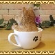 �ꥢ��ʸ�����ʪ���Ƹ����ƥ������åץɥå����������ס��������Υ���ƥꥢ�ˤ����Υ����ʥ��ȤȤ��Ƥ�������Ҥ��̤Υե������������ǥ˥󥰡����֥�����������