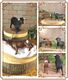 �ꥢ��ʡ�������ʪ���������������åȡ�C�����ס��ɡ��롡�ե����奢�������ǥ˥󥰡��������ﵯʪ���ߥ˥��奢������ƥꥢ