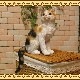 �ꥢ��ʥͥ�����ʪ�����¤ꥭ��åȡ��ߥ����ͤ��Υե����奢������ǭ���֥������������Υ���ƥꥢ�ˤ����Υ����ʥ��ȤȤ���